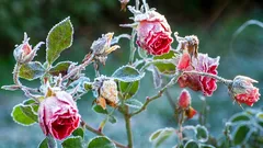 Ces signes montrent que votre plante a froid — vérifiez dès aujourd'hui