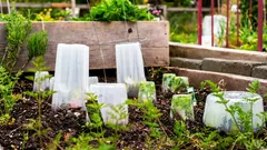 Une gelée de printemps peut détruire toutes les plantations en une nuit : que faire ?