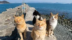 Il semblerait que les chats puissent se lier d’amitié — mais pas avec tout le monde