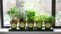 Mini-potager sur le rebord de la fenêtre : une expérience rapidement rentable