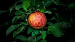 Pomme le soir : aide-t-elle à s’endormir ou gêne-t-elle ?