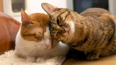 Les chats nous parlent sans mots : voici comment comprendre leurs signaux