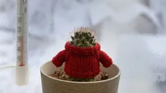 Plantes résistantes au gel : verdure éclatante et fleurs à la maison et au jardin