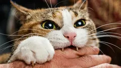 Pourquoi le chat mord-il les mains — et comment nous l’y habituons nous-mêmes