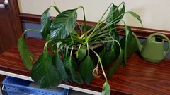 Vos fleurs fanent ? Ce n’est ni l’arrosage ni la lumière qui sont en cause